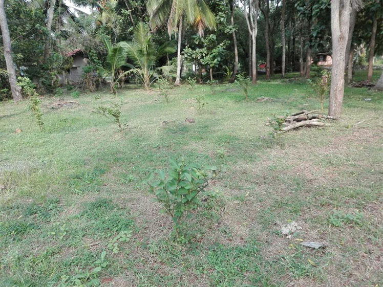 LAND | FOR SALE | ANURADHAPURA